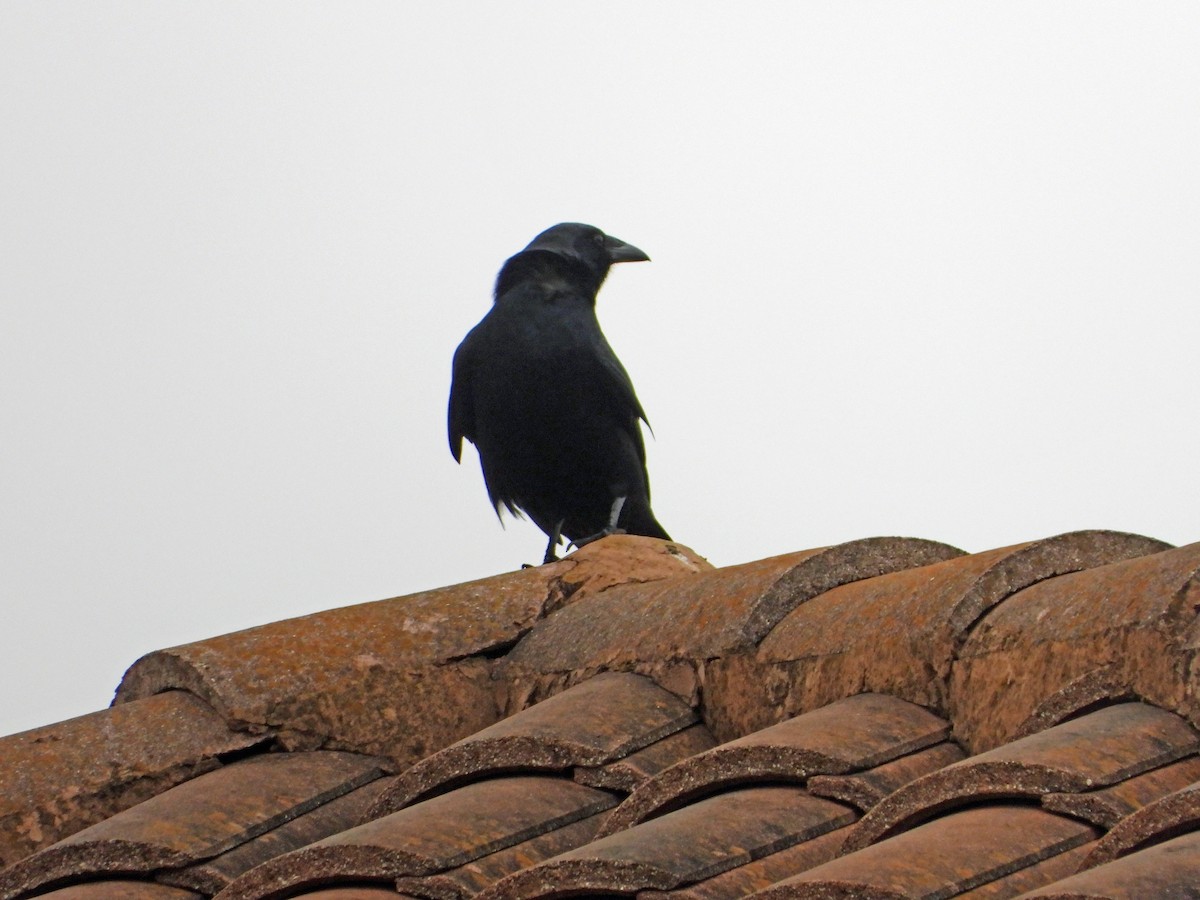 Fish Crow - ML613905203