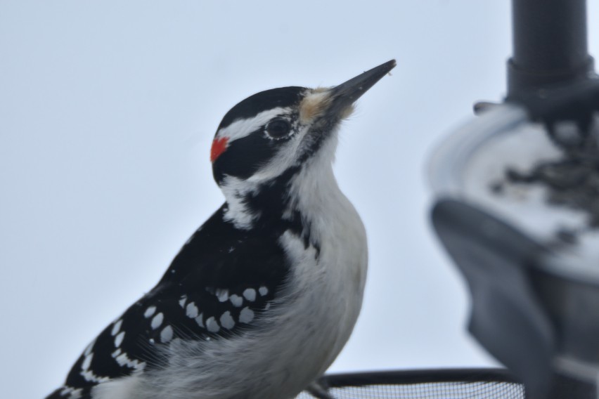 Hairy Woodpecker - ML613905215