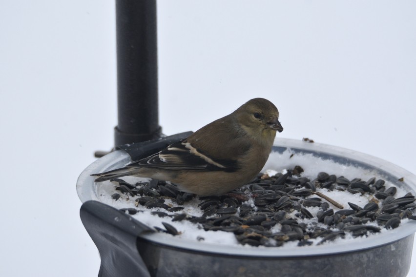 American Goldfinch - ML613905221