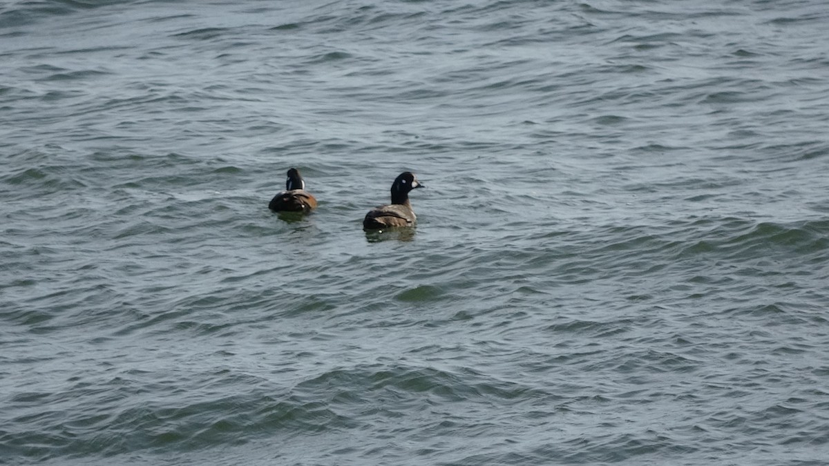 Harlequin Duck - ML613905249