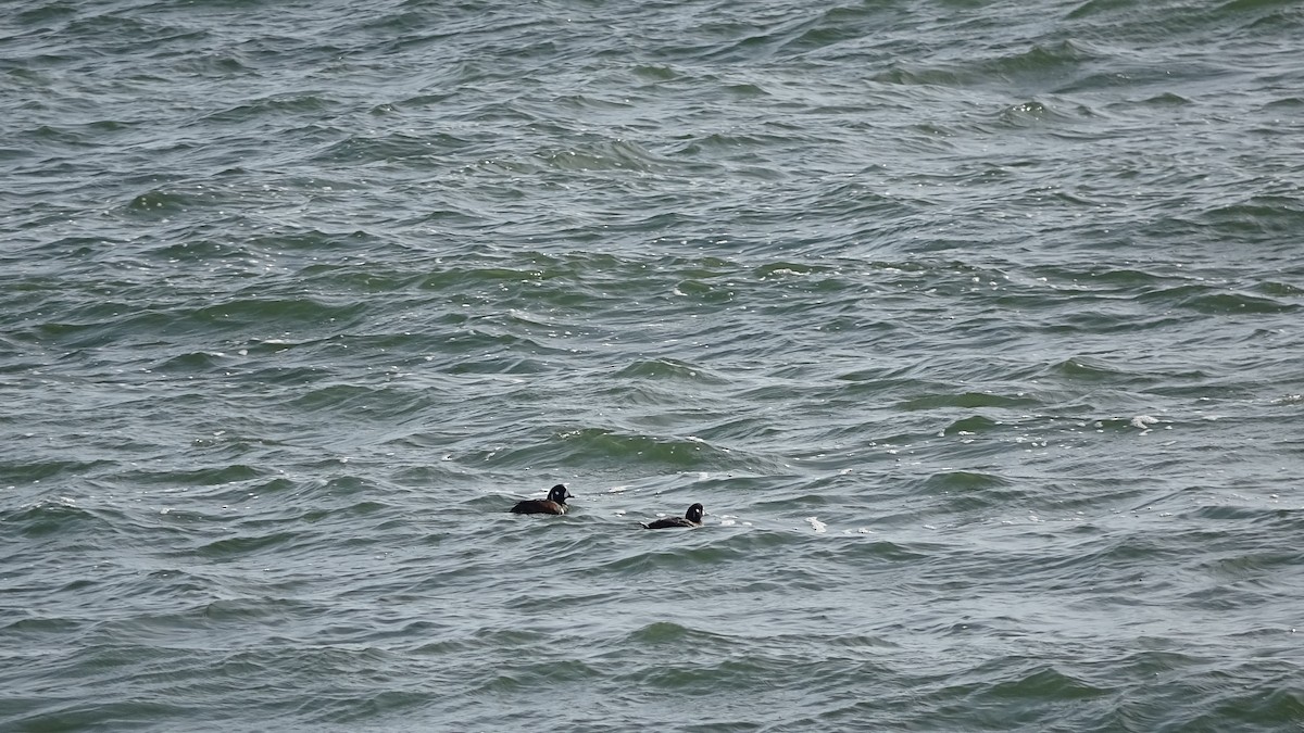 Harlequin Duck - Curt Kessler