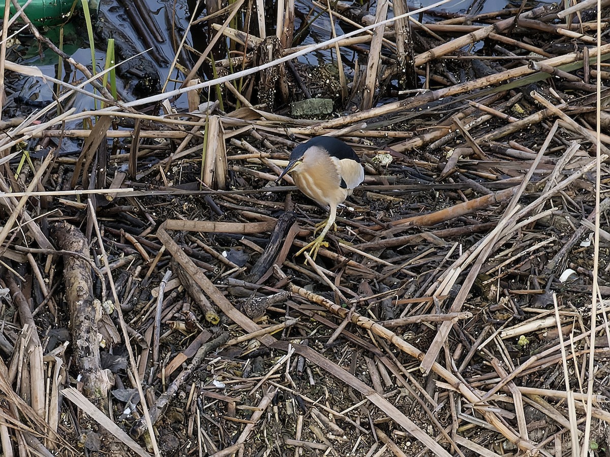 Little Bittern - ML613905256