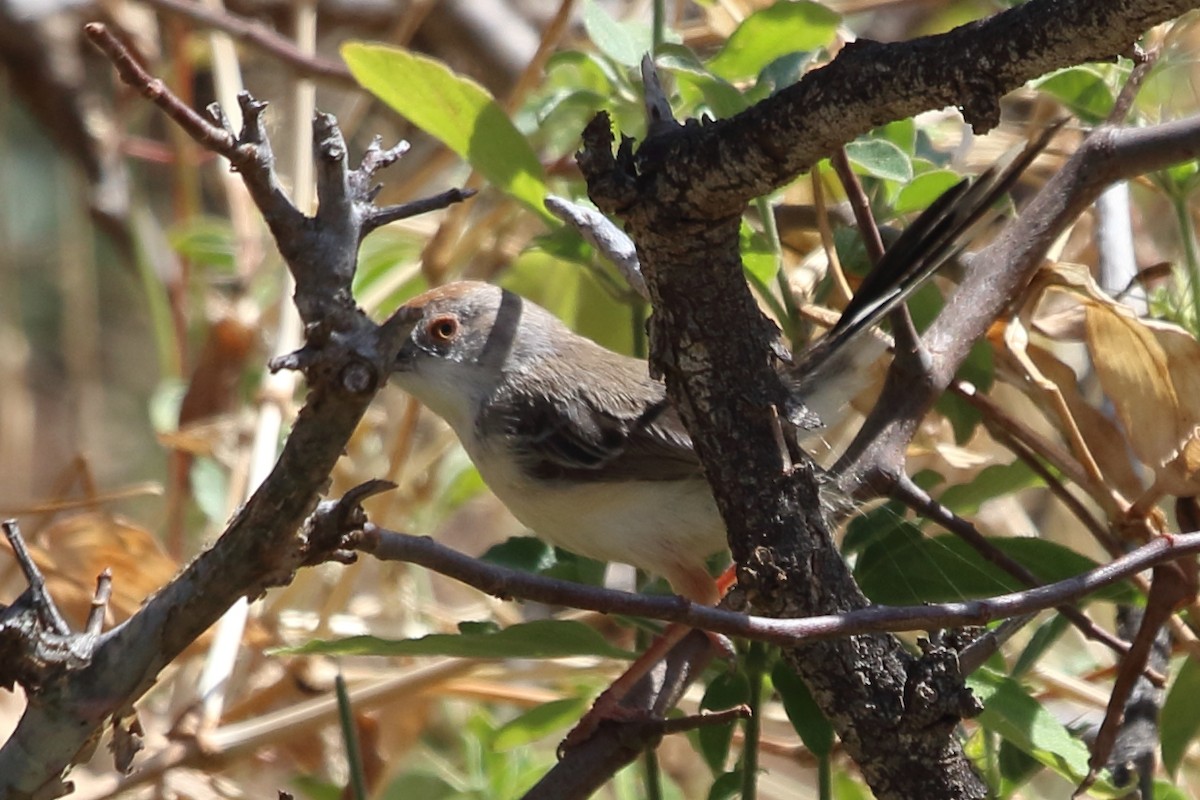 Prinia de Rüppell - ML613905337