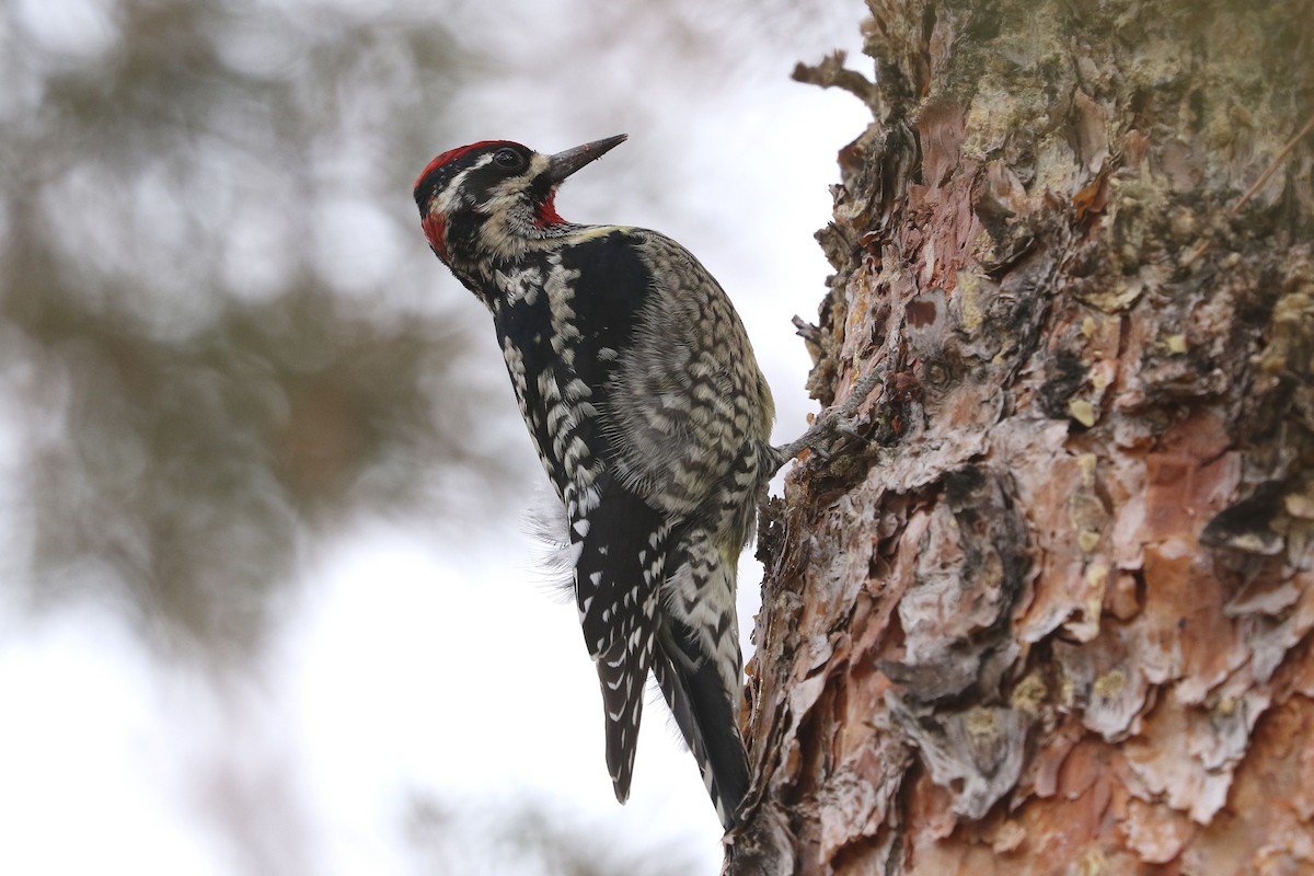 Red-naped Sapsucker - ML613905378