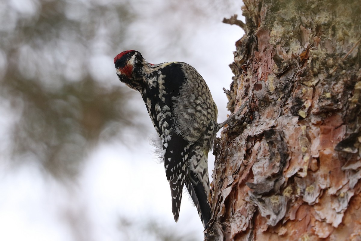 Red-naped Sapsucker - ML613905383