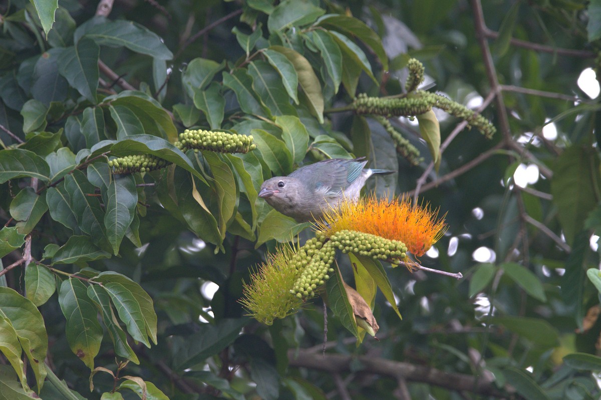 Sayaca Tanager - ML613905390