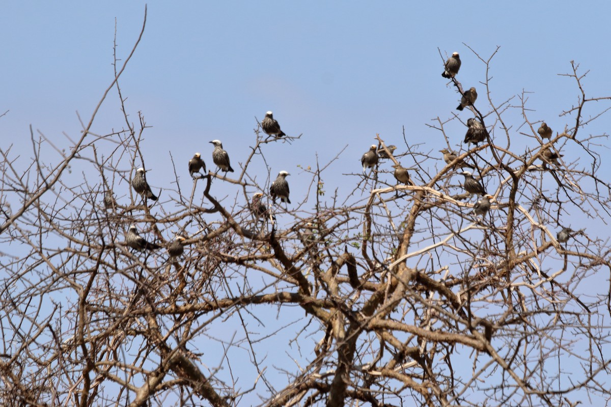 White-crowned Starling - Victor Ikawa