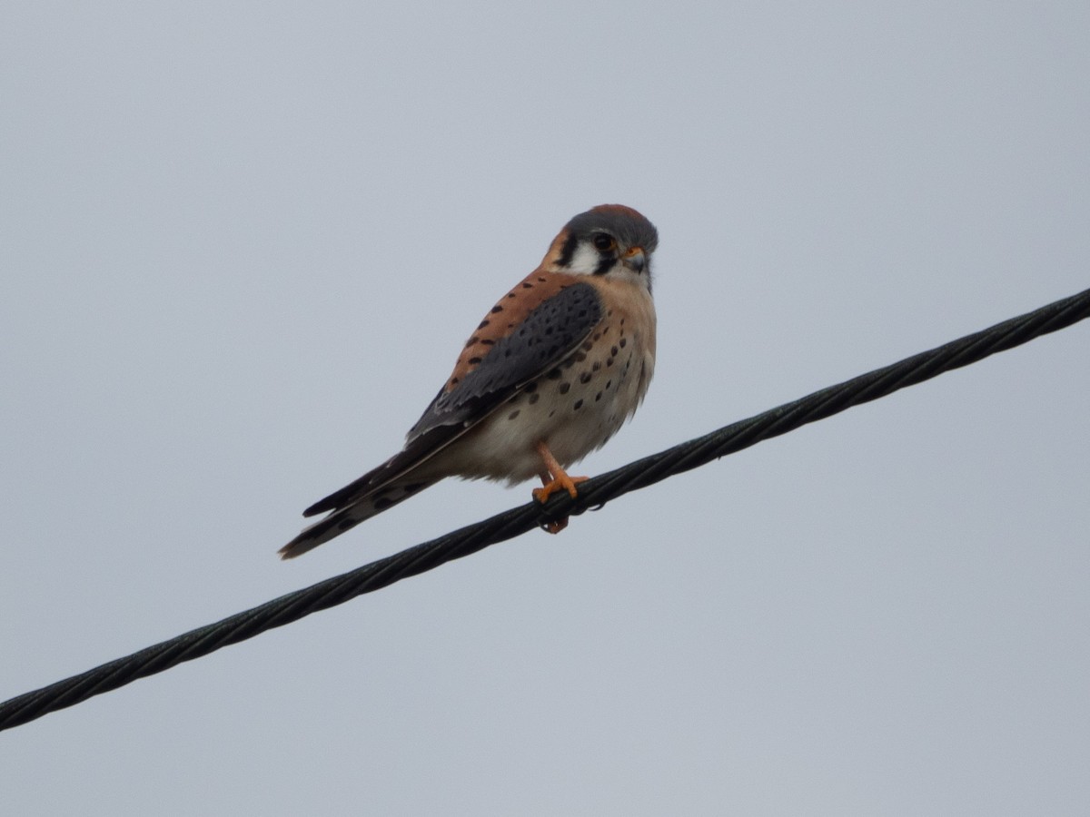 American Kestrel - ML613905520