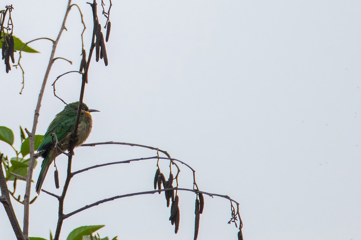 Cinnamon-chested Bee-eater - ML613905548