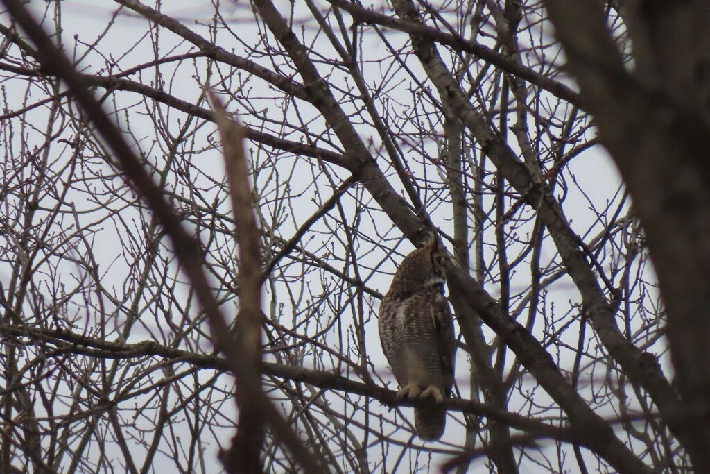 Great Horned Owl - ML613905582