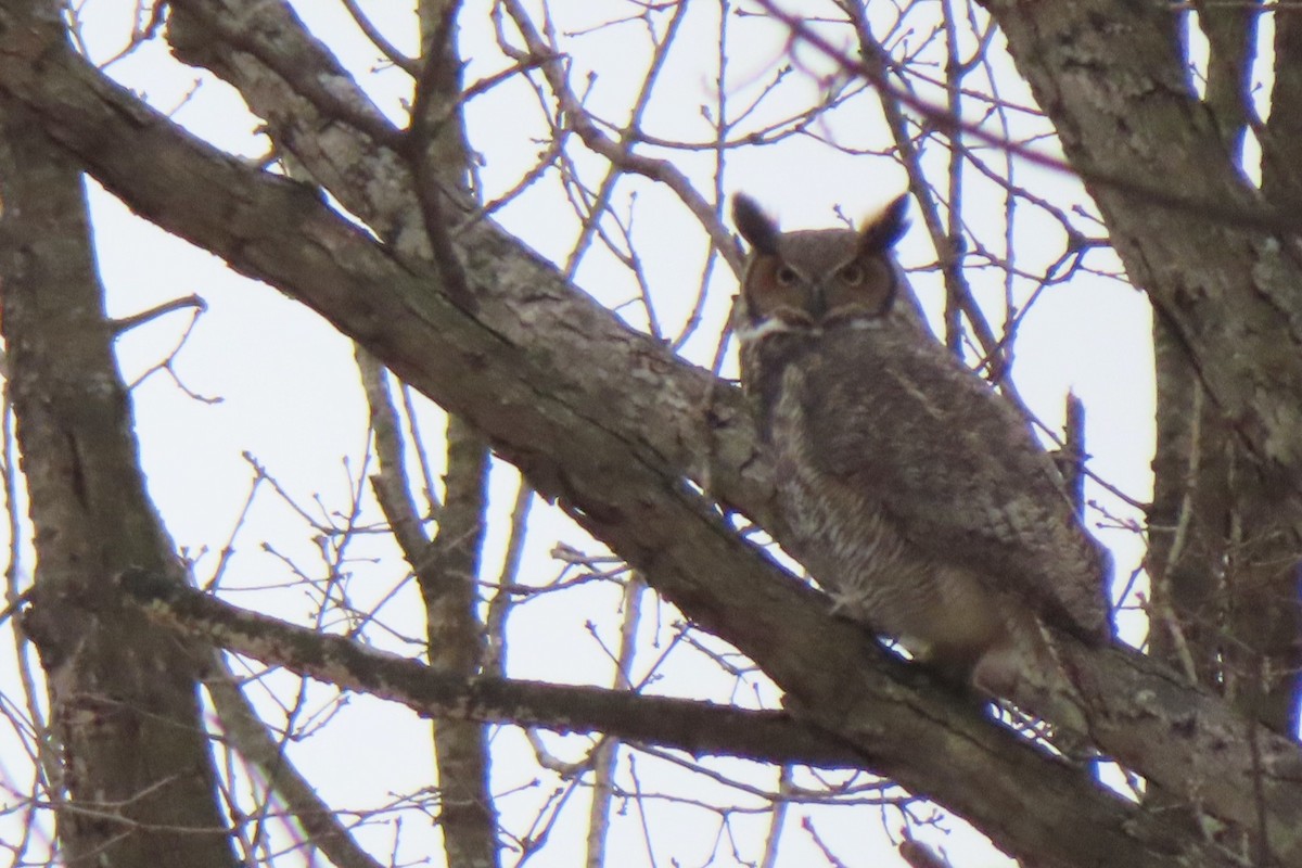 Great Horned Owl - Richard Abbondante