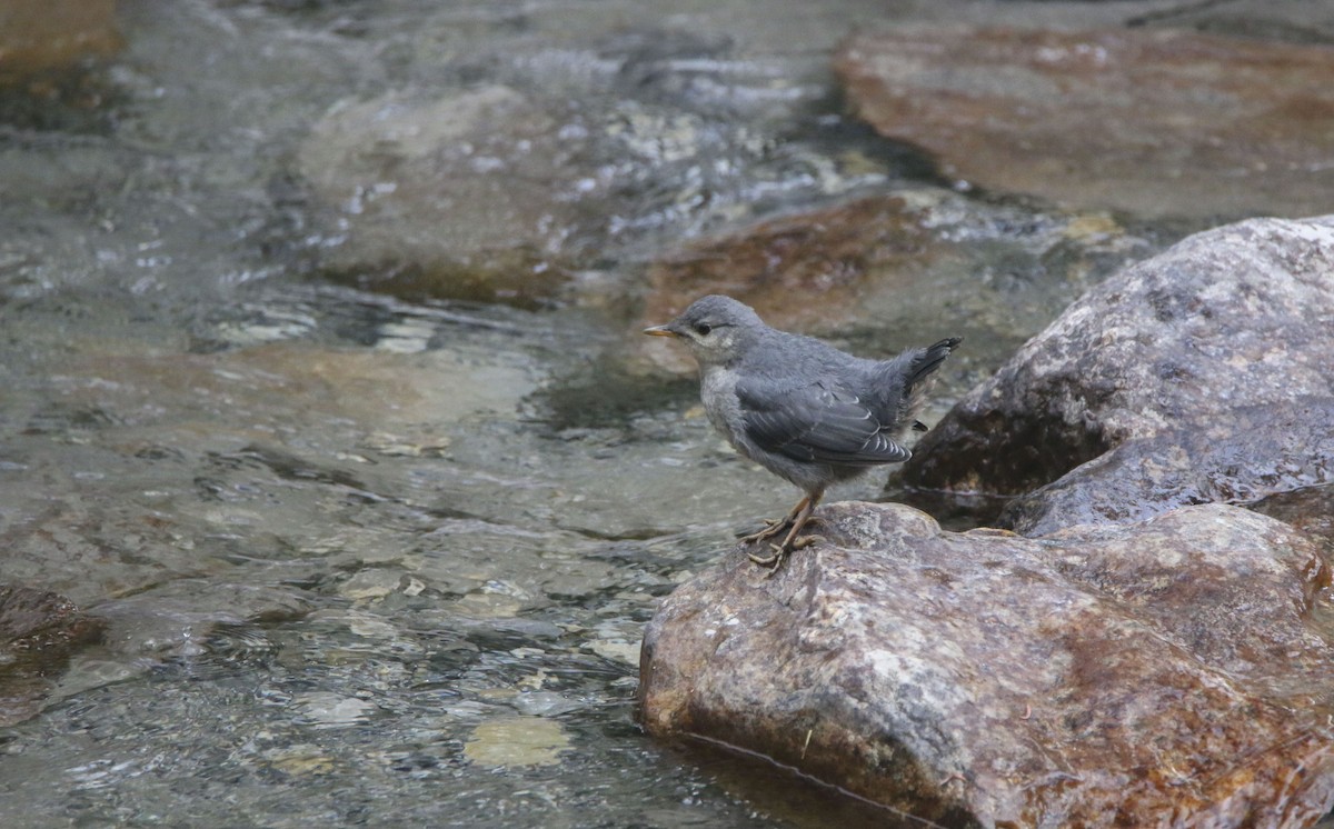 American Dipper - ML613905620