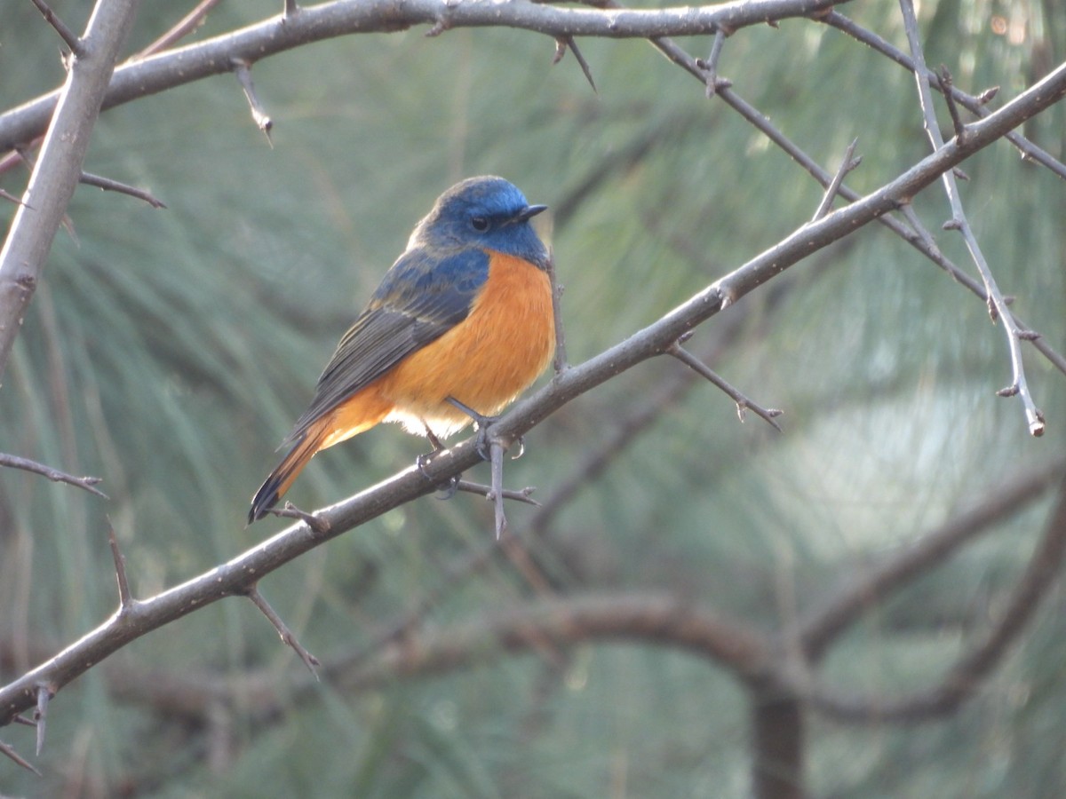 Blue-fronted Redstart - ML613905655