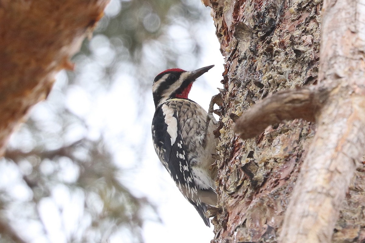 Yellow-bellied Sapsucker - ML613905664