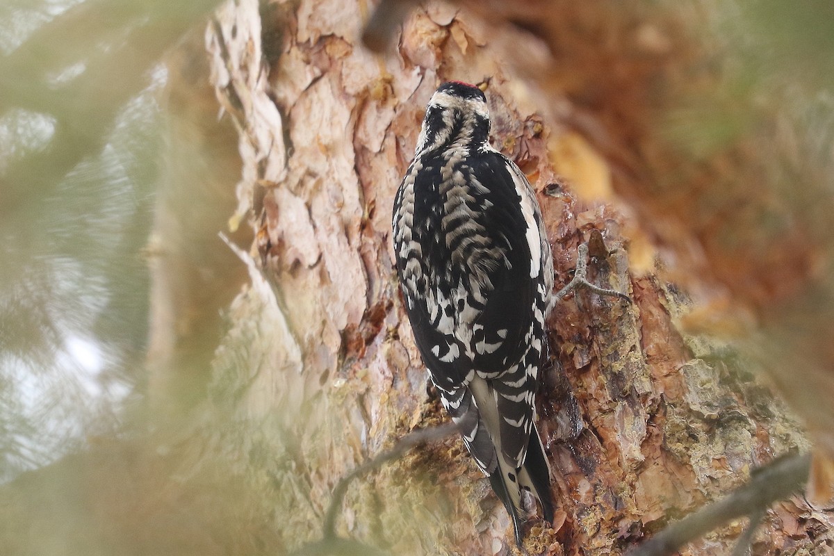 Yellow-bellied Sapsucker - ML613905670