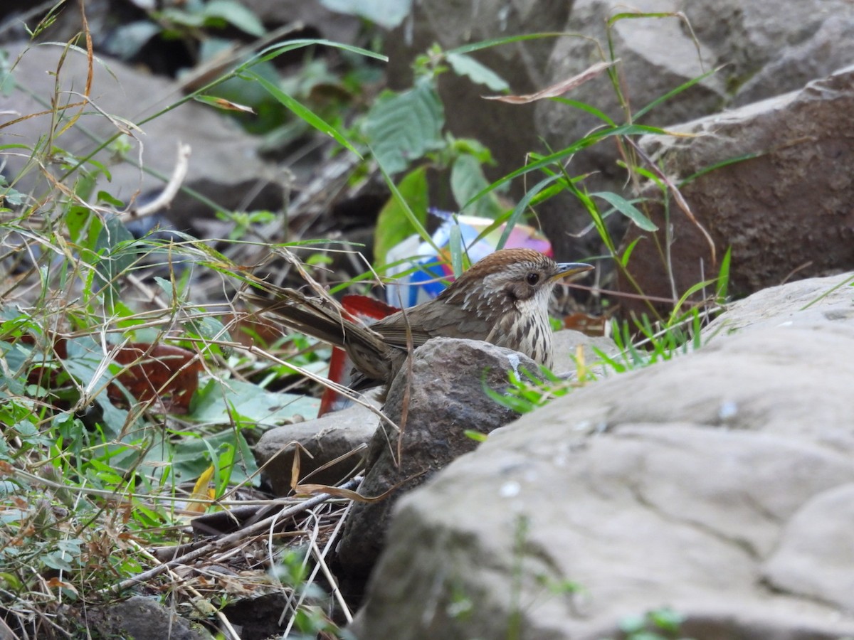 Puff-throated Babbler - ML613905680