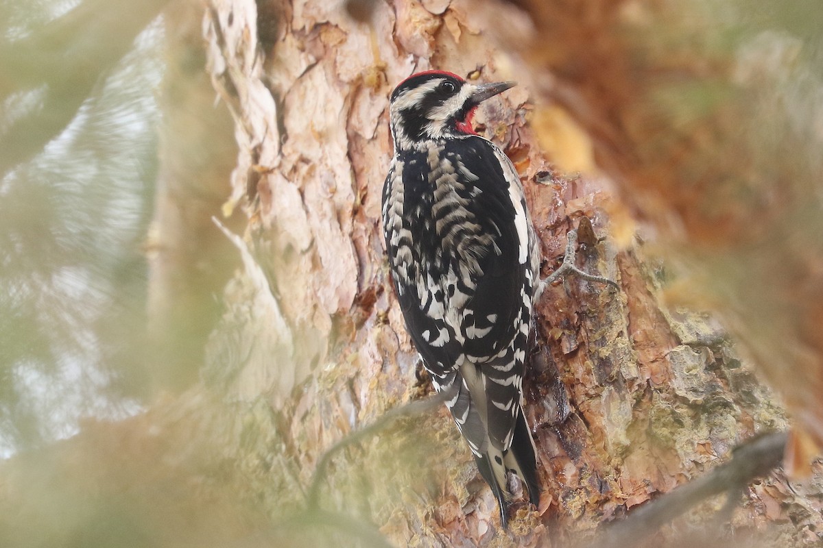 Yellow-bellied Sapsucker - ML613905682