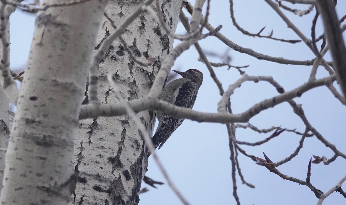 Yellow-bellied/Red-naped Sapsucker - ML613905684