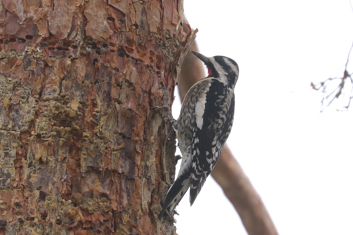 Yellow-bellied Sapsucker - ML613905692