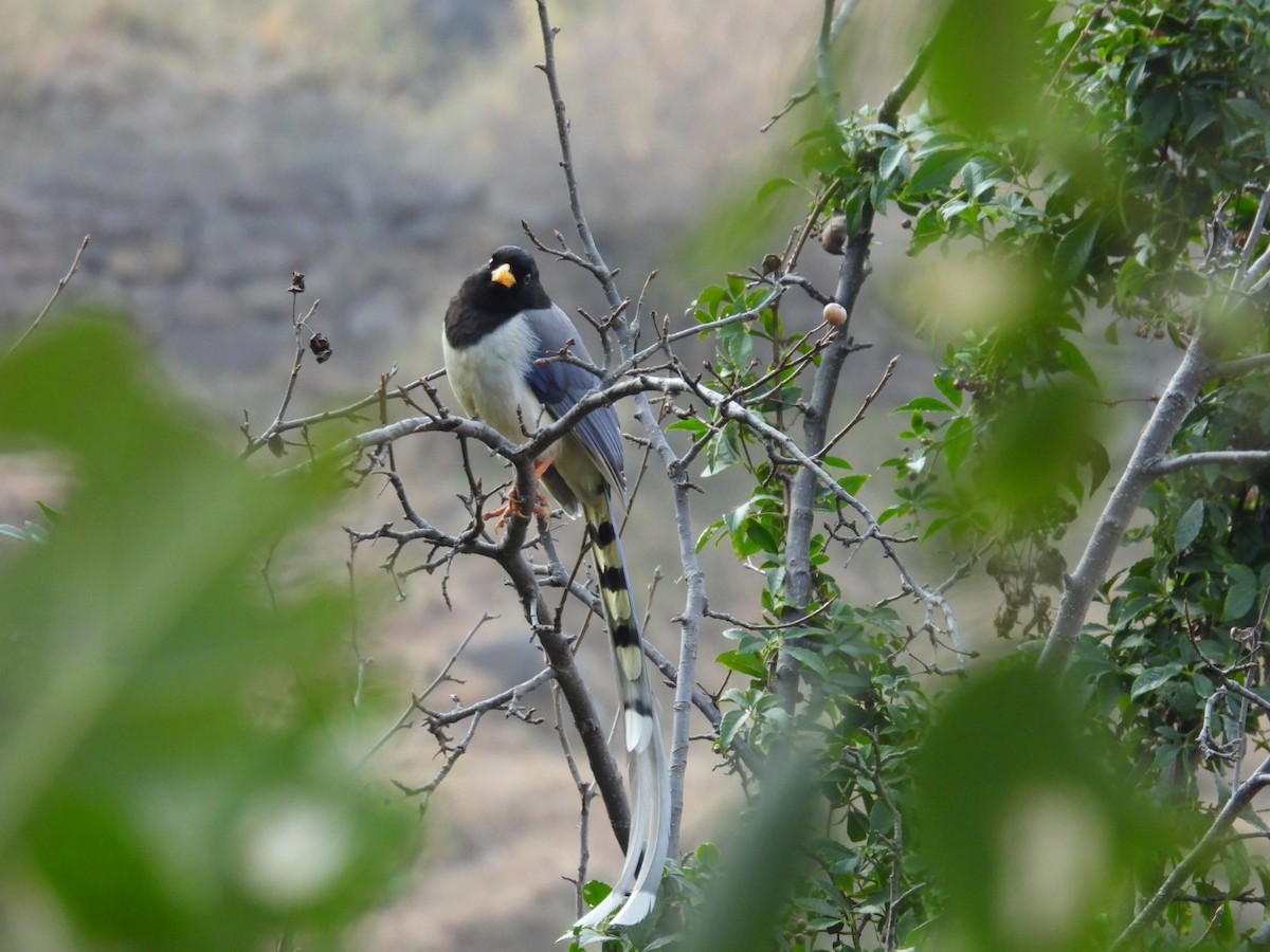 Yellow-billed Blue-Magpie - ML613905701