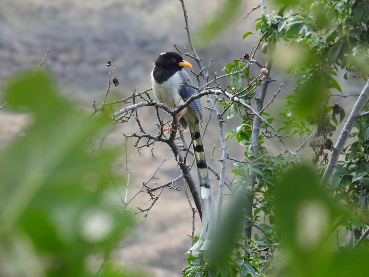 Yellow-billed Blue-Magpie - ML613905706