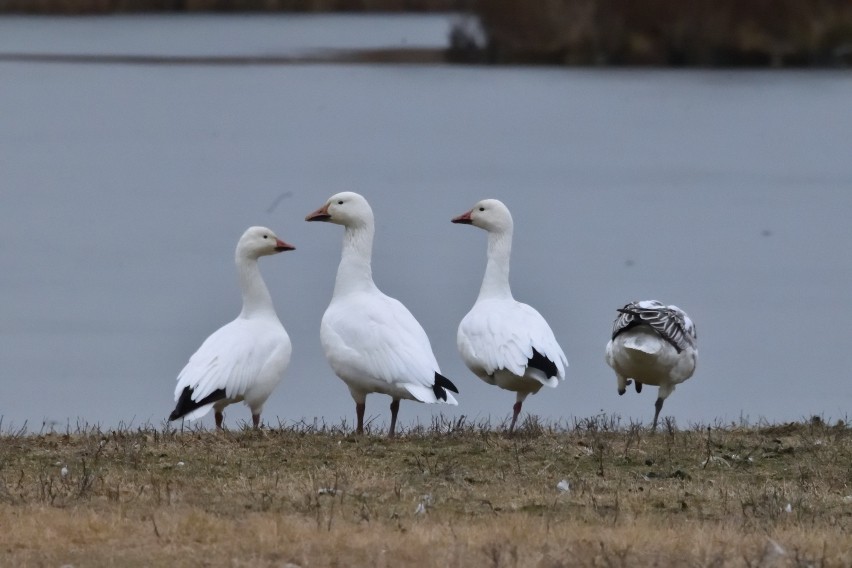 Snow Goose - ML613905711