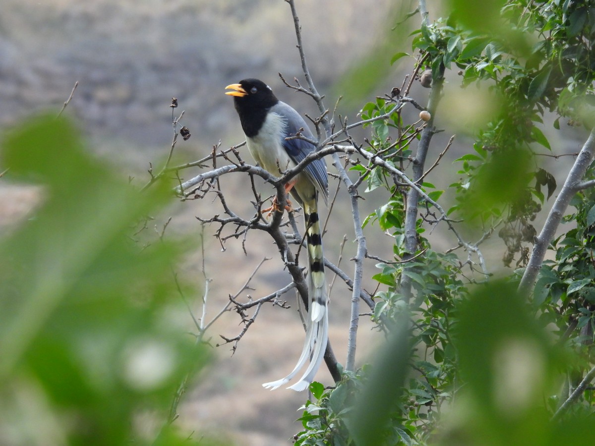 Yellow-billed Blue-Magpie - ML613905716