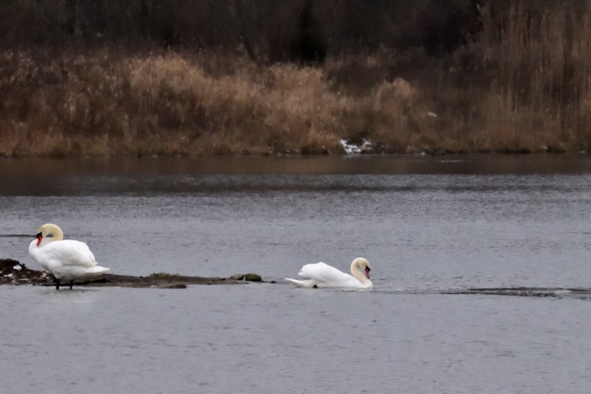 Mute Swan - ML613905723