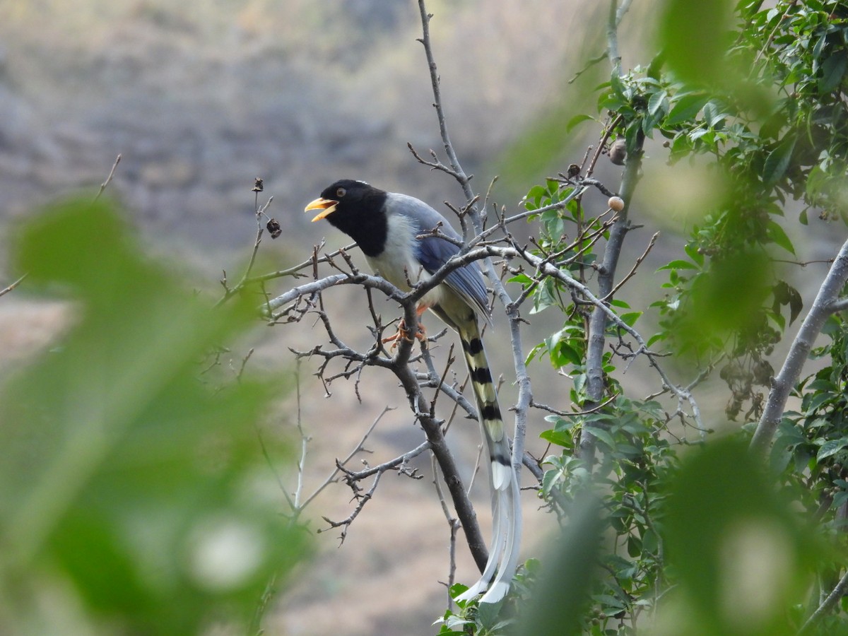 Yellow-billed Blue-Magpie - ML613905724