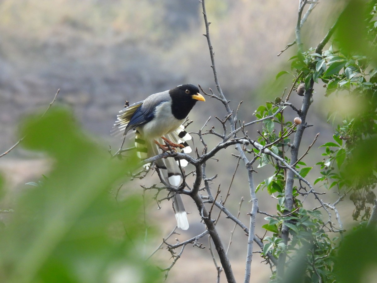 Yellow-billed Blue-Magpie - ML613905727