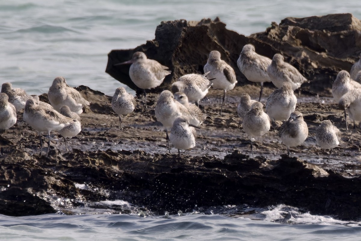 Great Knot - ML613905740