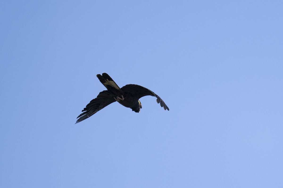 Yellow-tailed Black-Cockatoo - ML613905765