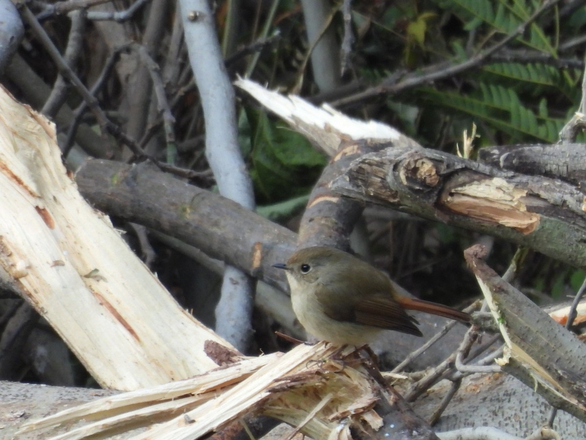 Slaty-blue Flycatcher - ML613905770