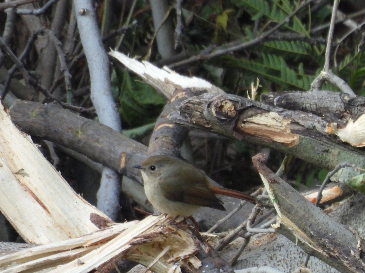 Slaty-blue Flycatcher - ML613905774