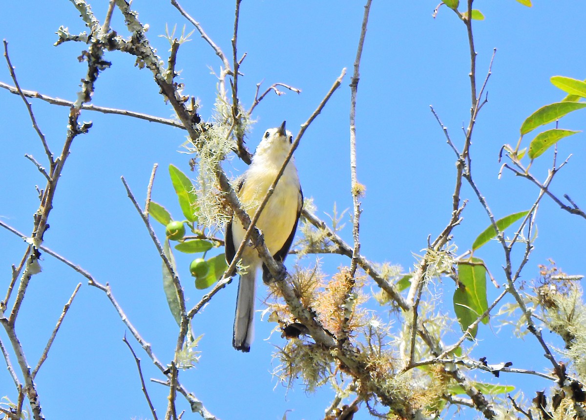 Creamy-bellied Gnatcatcher - Joseane Derengoski