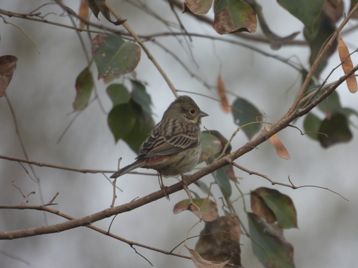 White-capped Bunting - ML613905801