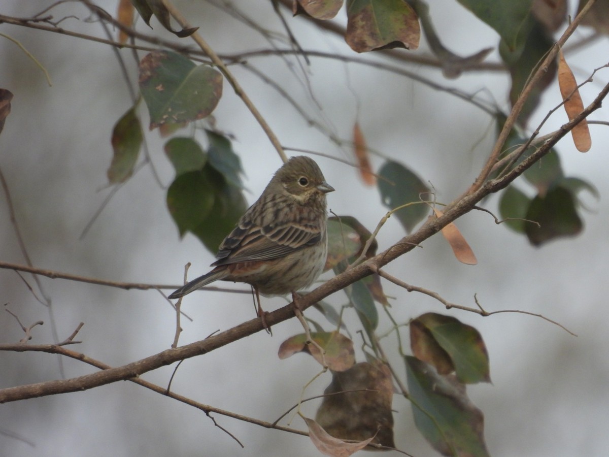 White-capped Bunting - ML613905803