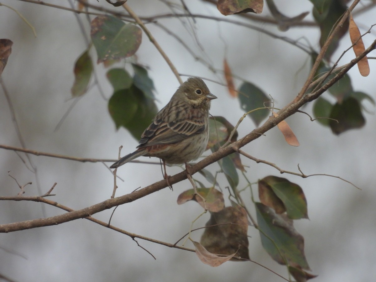 White-capped Bunting - ML613905811