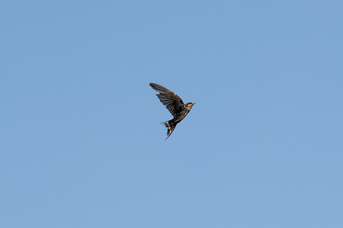 Welcome Swallow - ML613905830