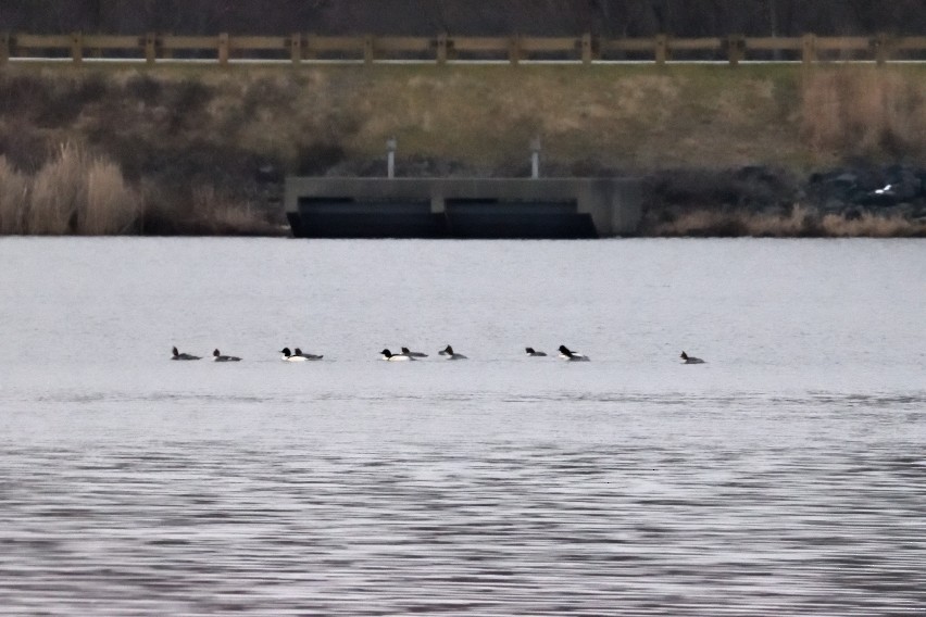 Common Merganser - ML613905844