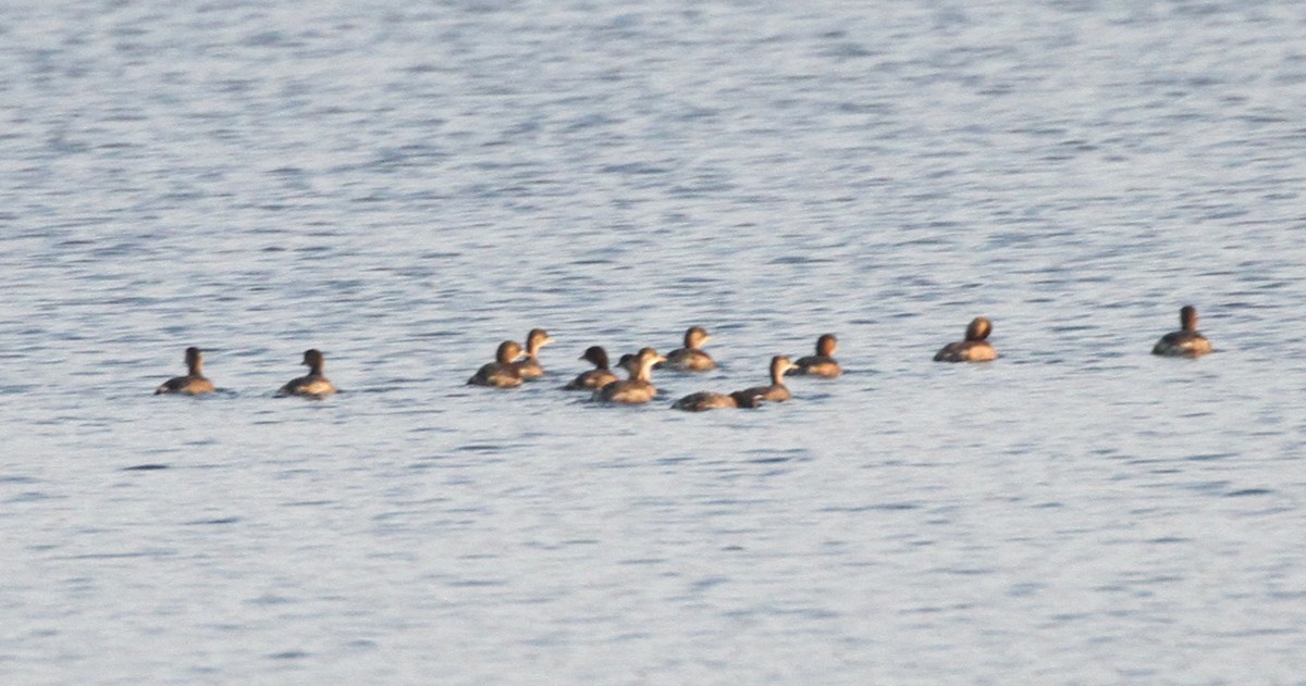 Little Grebe - ML613905846