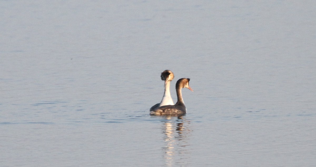 Great Crested Grebe - ML613905854