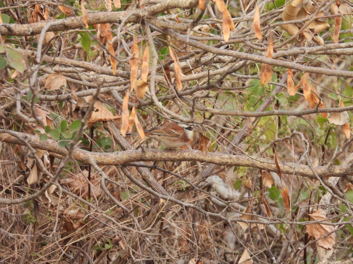 White-capped Bunting - ML613905856