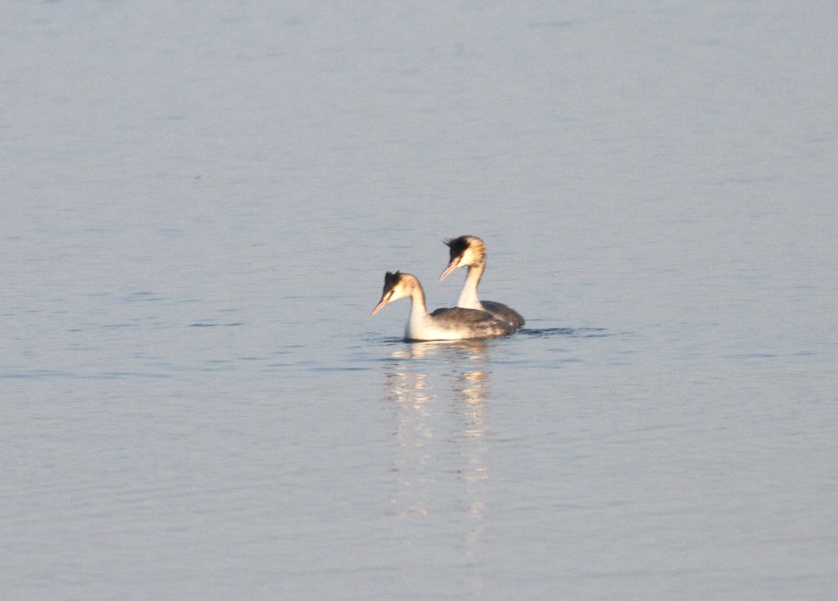 Great Crested Grebe - ML613905859