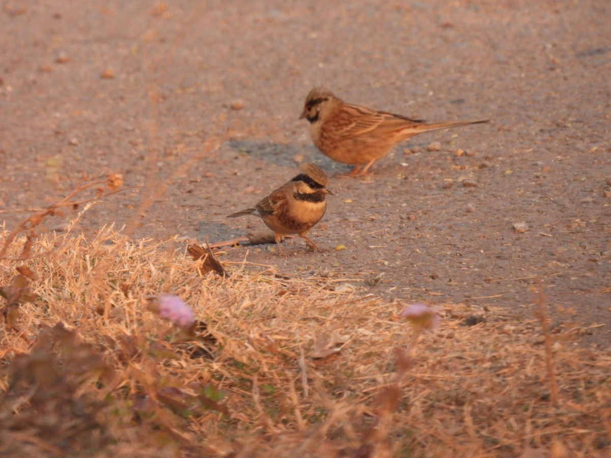 White-capped Bunting - ML613905860