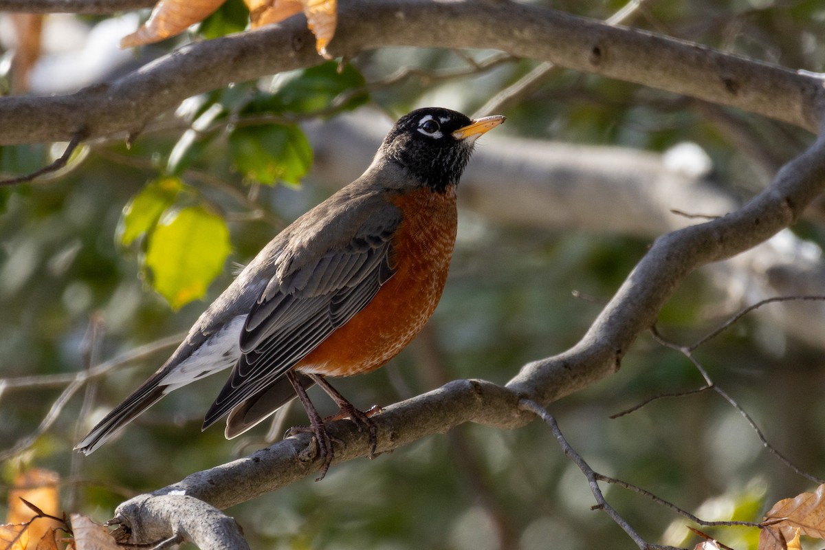 American Robin - ML613905861