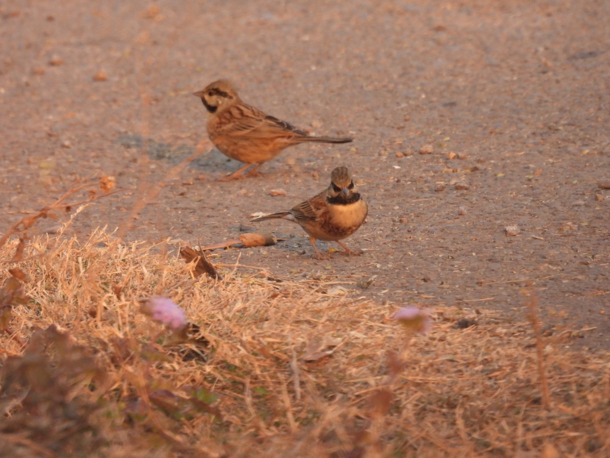 White-capped Bunting - ML613905866