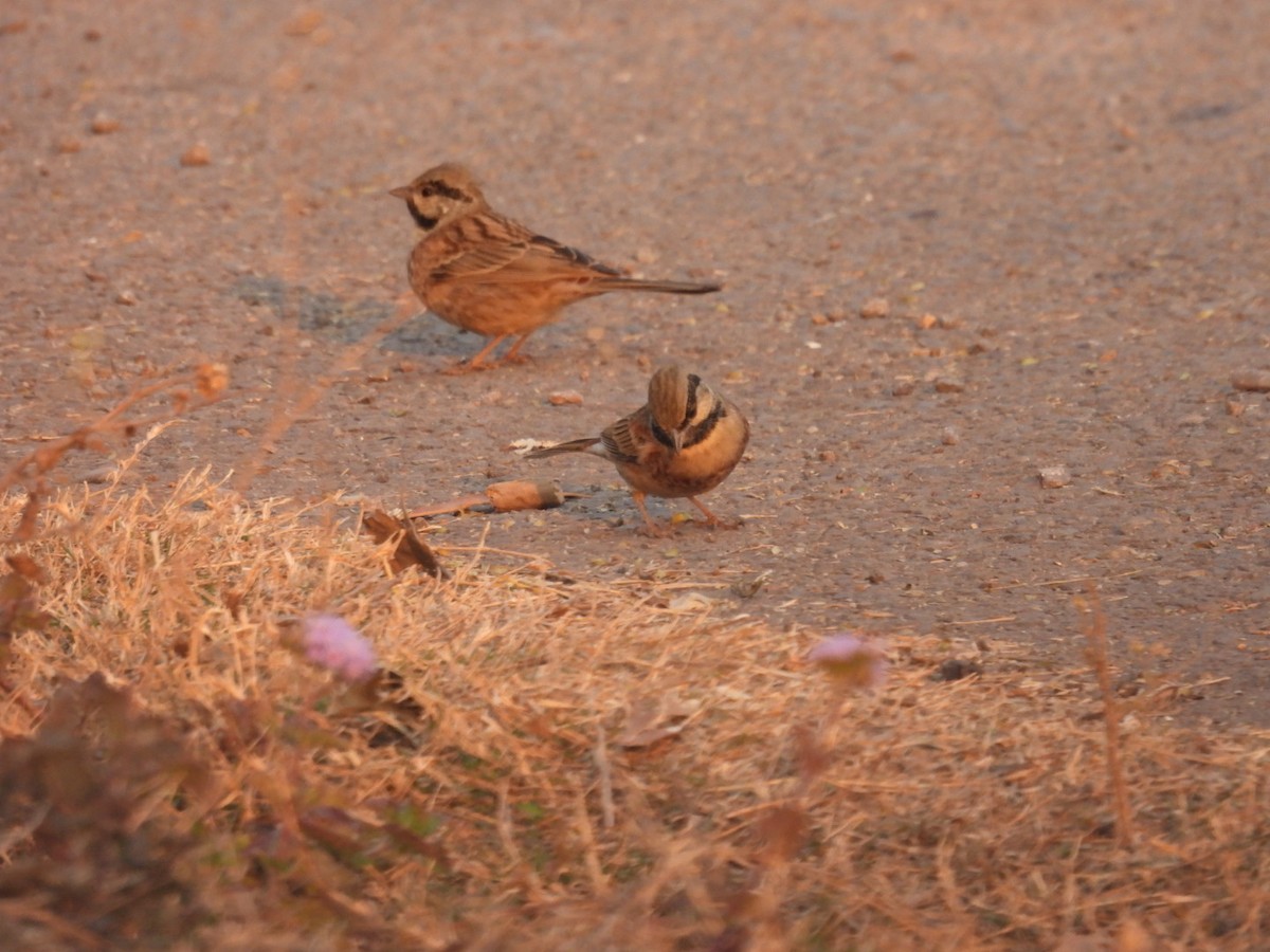 White-capped Bunting - ML613905871