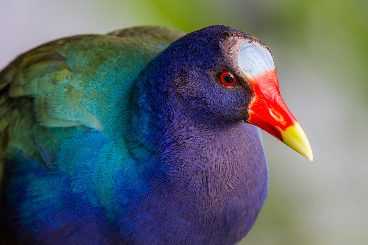 Purple Gallinule - ML613905874