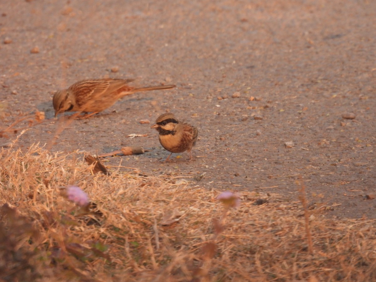 White-capped Bunting - ML613905876